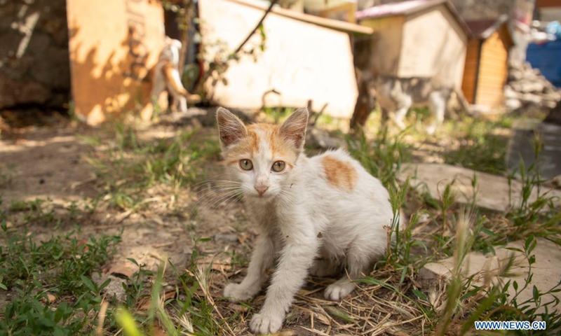 A stray cat is seen in Istanbul, Turkey, on July 2, 2021. Turkey will no longer classify animals as commodities under a highly anticipated animal-rights bill presented to the parliament after years of efforts from activists and people involved in animal welfare.(Photo: Xinhua)