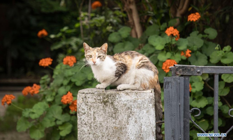 A stray cat is seen in Istanbul, Turkey, on July 2, 2021. Turkey will no longer classify animals as commodities under a highly anticipated animal-rights bill presented to the parliament after years of efforts from activists and people involved in animal welfare.(Photo: Xinhua)