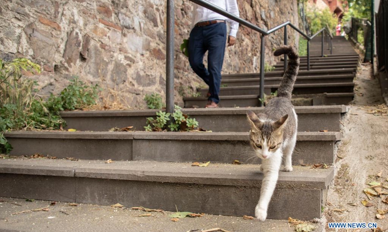 A stray cat is seen in Istanbul, Turkey, on July 2, 2021. Turkey will no longer classify animals as commodities under a highly anticipated animal-rights bill presented to the parliament after years of efforts from activists and people involved in animal welfare.(Photo: Xinhua)