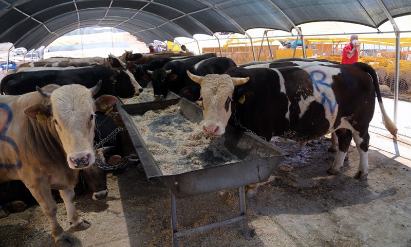 Cattle are seen at a livestock market ahead of Eid al-Adha in Ankara, Turkey, July 12, 2021.(Photo: Xinhua)