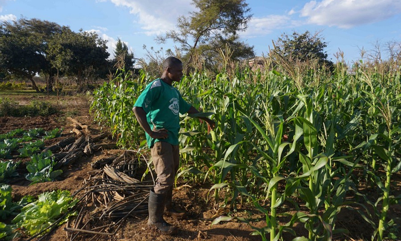 Trinity Mudenda, a farmer, manages irrigation in a maize field in Chibombo district, central Zambia, on July 12, 2021. (Photo: Xinhua)