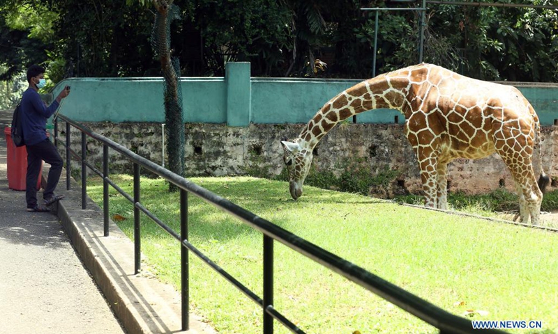 A man visits the reopened Dehiwala Zoo in Colombo, Sri Lanka, on July 31, 2021. The Dehiwala Zoo in Colombo reopened to public recently after it was closed to prevent the spread of the coronavirus in early May.(Photo: Xinhua)