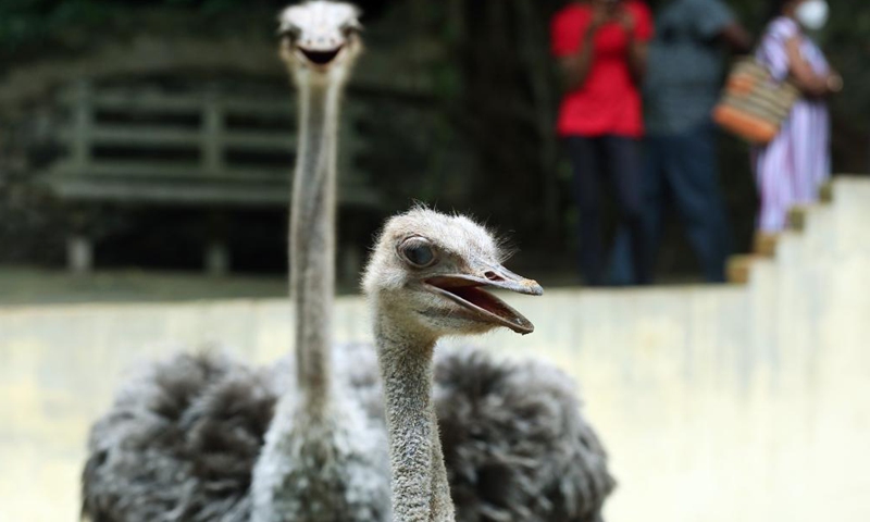 People visit the reopened Dehiwala Zoo in Colombo, Sri Lanka, on July 31, 2021. The Dehiwala Zoo in Colombo reopened to public recently after it was closed to prevent the spread of the coronavirus in early May.(Photo: Xinhua)