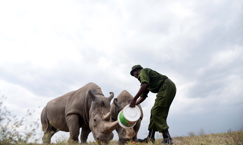 A caregiver fed Najin (L) and Fatu, the last two northern white rhinos, in Ol Pejeta Conservancy, Laikipia County, Kenya, Aug. 23, 2019.(Photo: Xinhua)