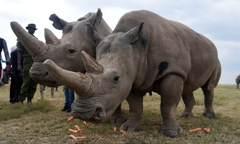 Najin (L) and Fatu, the last two northern white rhinos were seen in Ol Pejeta Conservancy, Laikipia County, Kenya, Aug. 23, 2019.(Photo: Xinhua)