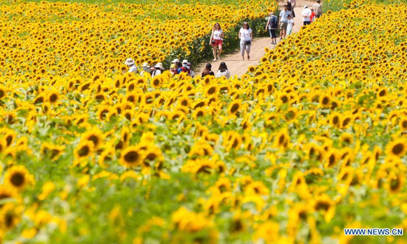 People visit Davis Family Farm during the Sunflower Festival in Caledon, Ontario, Canada, on Aug. 2, 2021. With 45 acres of sunflowers, the festival was held here from July 24 to Aug. 8 this year.(Photo: Xinhua)