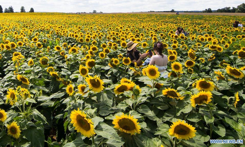 People visit Davis Family Farm during the Sunflower Festival in Caledon, Ontario, Canada, on Aug. 2, 2021. With 45 acres of sunflowers, the festival was held here from July 24 to Aug. 8 this year.(Photo: Xinhua)