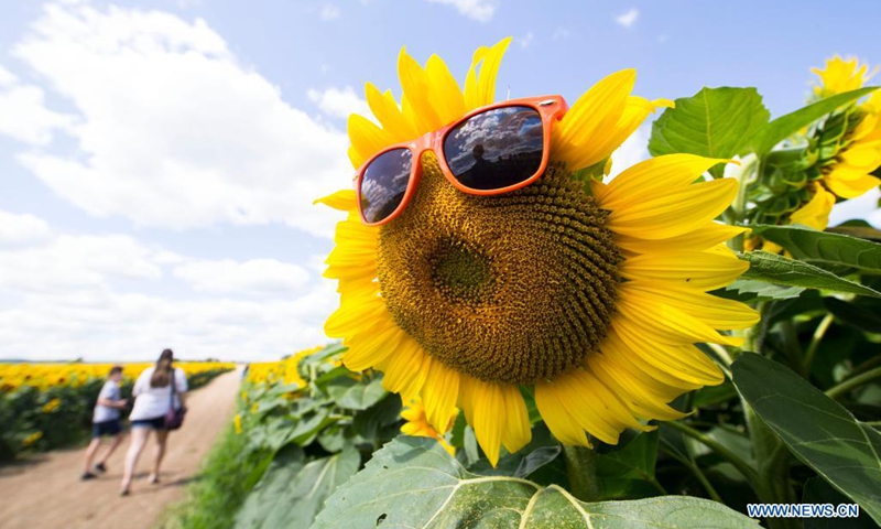 A sunflower with sunglasses is seen at Davis Family Farm during the Sunflower Festival in Caledon, Ontario, Canada, on Aug. 2, 2021. With 45 acres of sunflowers, the festival was held here from July 24 to Aug. 8 this year.(Photo: Xinhua)