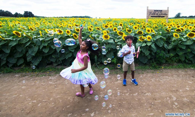 Children enjoy themselves in front of a sea of sunflowers at Davis Family Farm during the Sunflower Festival in Caledon, Ontario, Canada, on Aug. 2, 2021. With 45 acres of sunflowers, the festival was held here from July 24 to Aug. 8 this year. (Photo: Xinhua)