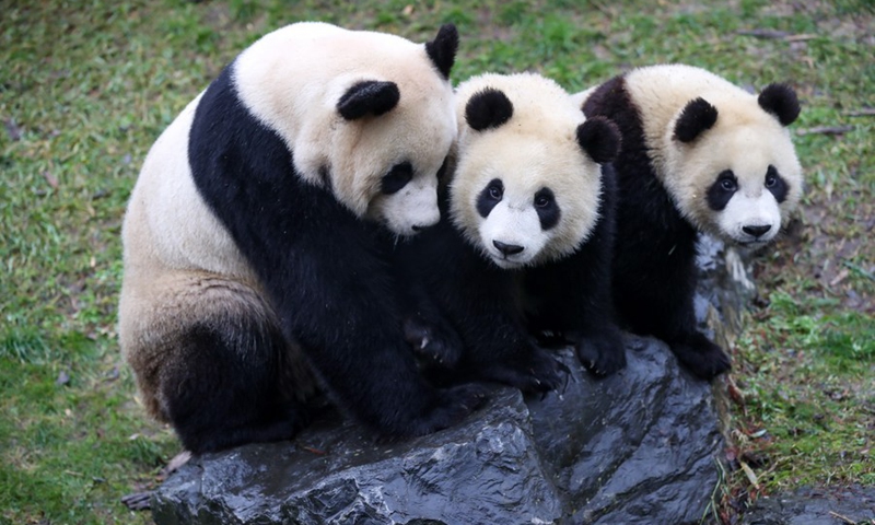 Giant panda Hao Hao and her twin cubs Bao Di and Bao Mei play at the Pairi Daiza zoo in Brugelette, Belgium, Jan. 27, 2021. (Photo: Xinhua)