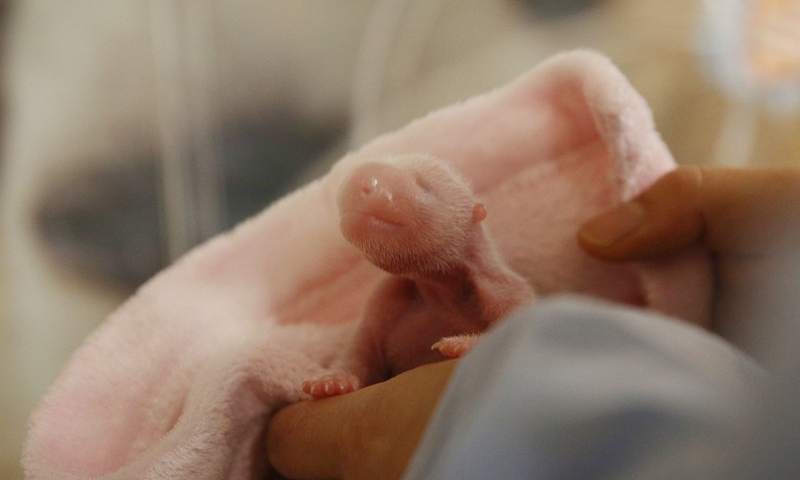 Photo taken on Aug. 2, 2021 shows a giant panda cub at Beauval Zoo in central France.(Photo: Xinhua)