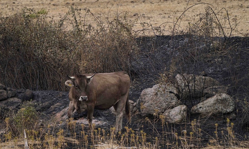 Una mucca in un'area bruciata a Oristano, Sardegna, Italia, il 26 luglio 2021 (Foto: Xinhua)