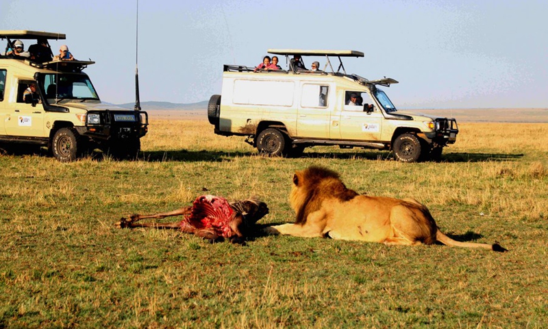 Tourists watch a lion as it enjoys its wildebeest early in the morning in Maasai Mara National Reserve, Narok County, Kenya, September 19, 2020 (Photo: Xinhua)