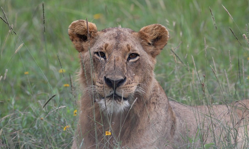 A lion is seen at Nairobi National Park in Nairobi, capital of Kenya, on May 19, 2021. (Photo: Xinhua)