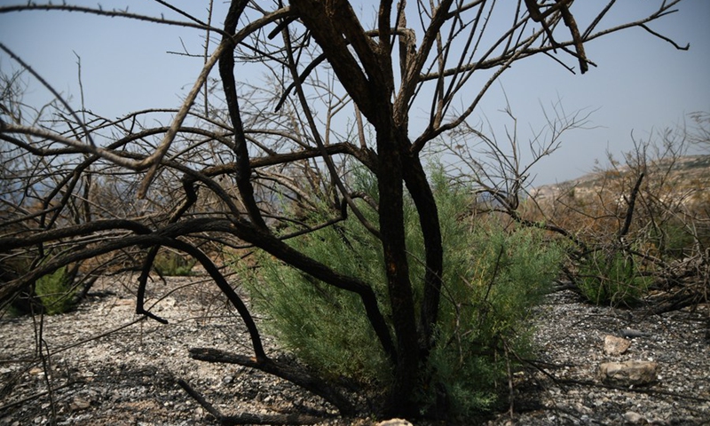 Photo taken on Aug. 12, 2021 shows burned bushes after a wildfire caused by high temperature in Siggiewi, Malta.(Photo: Xinhua)