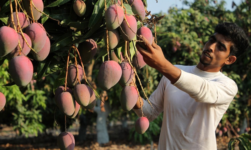 A Palestinian farmer picks mangoes at a field during the harvest season in the center of Gaza Strip, on Aug. 14, 2021.(Photo: Xinhua)