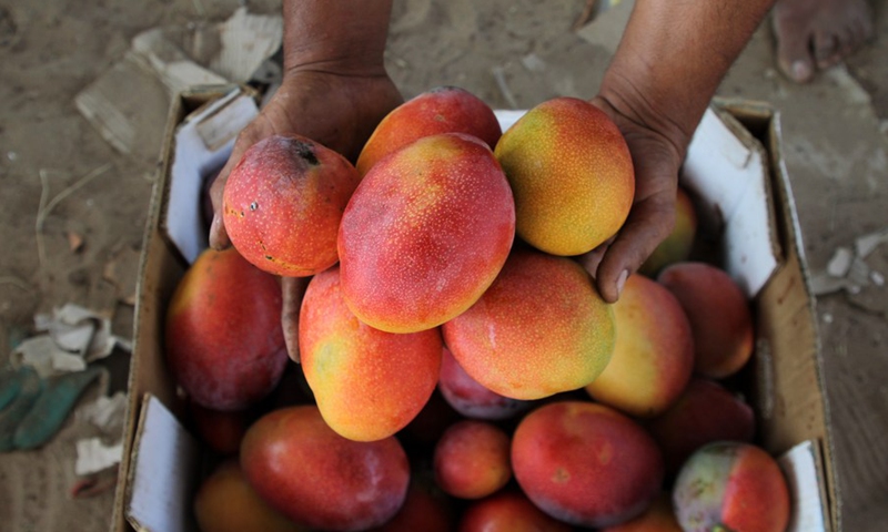 A Palestinian farmer displays mangoes in the center of Gaza Strip, on Aug. 14, 2021.(Photo: Xinhua)
