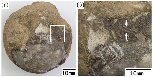 Photo provided by Han Fenglu shows the turtle-embryo fossil with a bone structure represented by white arrows on Aug. 20, 2021.(Photo: Xinhua)