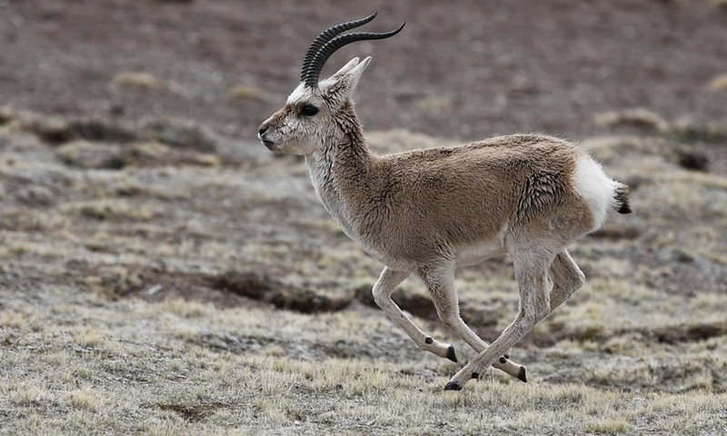 A Tibetan antelope is seen at the source of the Yellow River section of the Sanjiangyuan National Park in Golog Tibetan Autonomous Prefecture of northwest China's Qinghai Province, May 25, 2021.(Photo: Xinhua)