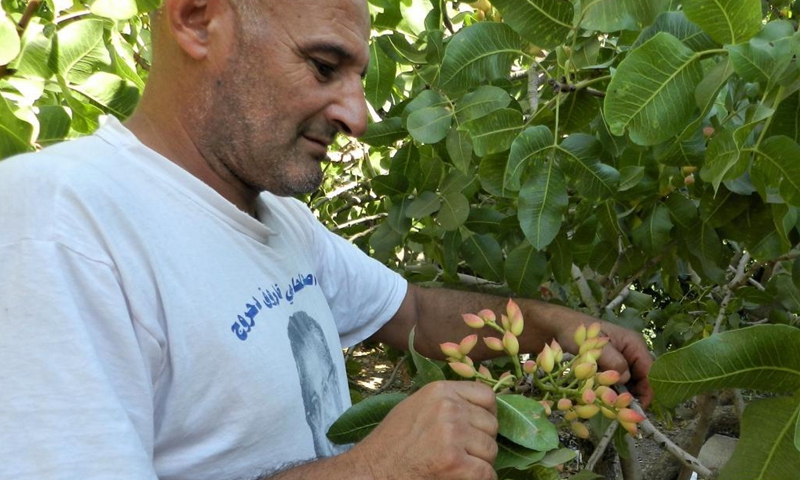 A farmer checks pistachios at his orchard in Hasbaya, Lebanon, Aug. 25, 2021. In the Middle East, people call pistachio the smiling nut because the split shell resembles a smile. The cultivation of pistachio began to recover and expand in Lebanon several years ago, benefiting from the assistance of local and international agricultural associations.(Photo: Xinhua)