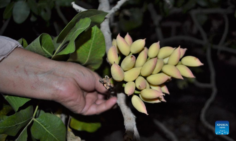 Pistachios are seen in Hasbaya, Lebanon, Aug. 25, 2021. In the Middle East, people call pistachio the smiling nut because the split shell resembles a smile. The cultivation of pistachio began to recover and expand in Lebanon several years ago, benefiting from the assistance of local and international agricultural associations.(Photo: Xinhua)