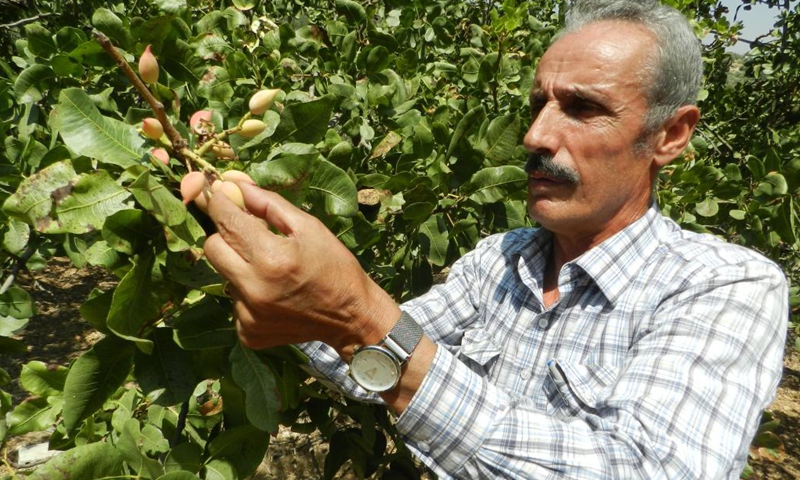 A farmer picks pistachios at his orchard in Hasbaya, Lebanon, Aug. 26, 2021. In the Middle East, people call pistachio the smiling nut because the split shell resembles a smile. The cultivation of pistachio began to recover and expand in Lebanon several years ago, benefiting from the assistance of local and international agricultural associations.(Photo: Xinhua)