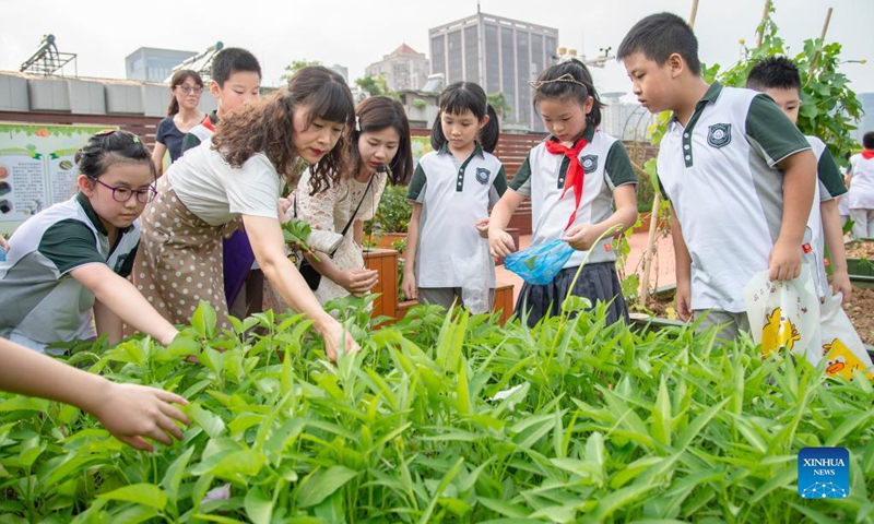 Primary students pick vegetables at an ecological garden in Wuhan, central China's Hubei Province, Sept. 1, 2021. Many elementary and middle schools in Wuhan began to provide different kinds of after-class services in order to meet students' individualized demands in the new semester.(Photo: Xinhua)