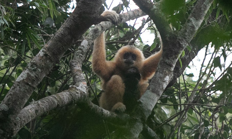 Photo taken on Oct. 25, 2019 shows a Hainan gibbon at the Bawangling nature reserve in south China's Hainan Province. (Photo: Xinhua)