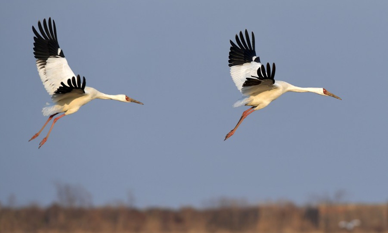 Cranes prepare to land in a paddy field at the Kangshan farm of Yugan County in the Poyang Lake area, east China's Jiangxi Province, Jan. 15, 2021.(Photo: Xinhua)