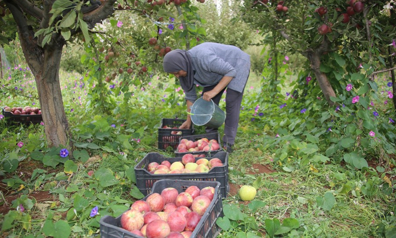 A Lebanese farmer unload apples into plastic boxes in an orchard of Baalbek, in eastern Bekaa, Lebanon, on Sept. 22, 2021.(Photo: Xinhua)