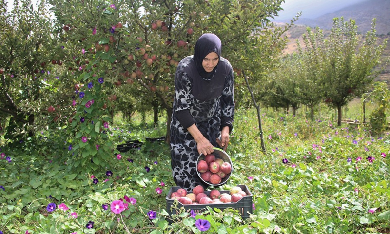 A Lebanese farmer unloads apples into plastic boxes in an orchard of Baalbek in eastern Bekaa, Lebanon, on Sept. 22, 2021.(Photo: Xinhua)