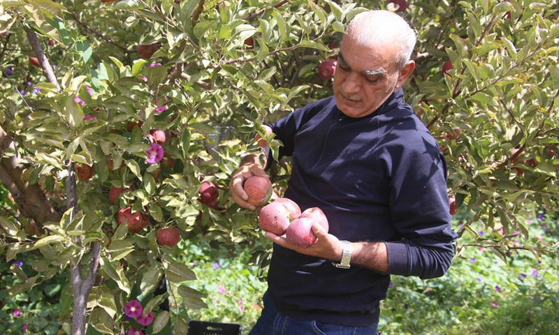 A Lebanese farmer picks apples in an orchard of Baalbek in eastern Bekaa, Lebanon, on Sept. 22, 2021.(Photo: Xinhua)