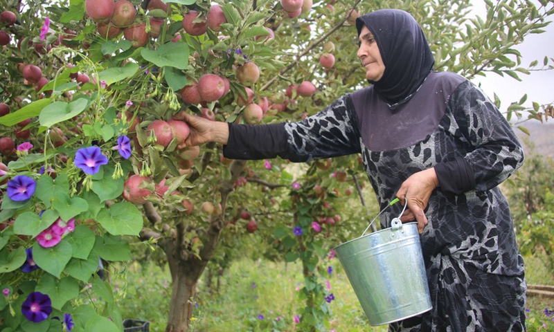 A Lebanese farmer picks apples in an orchard of Baalbek in eastern Bekaa, Lebanon, on Sept. 22, 2021.(Photo: Xinhua)