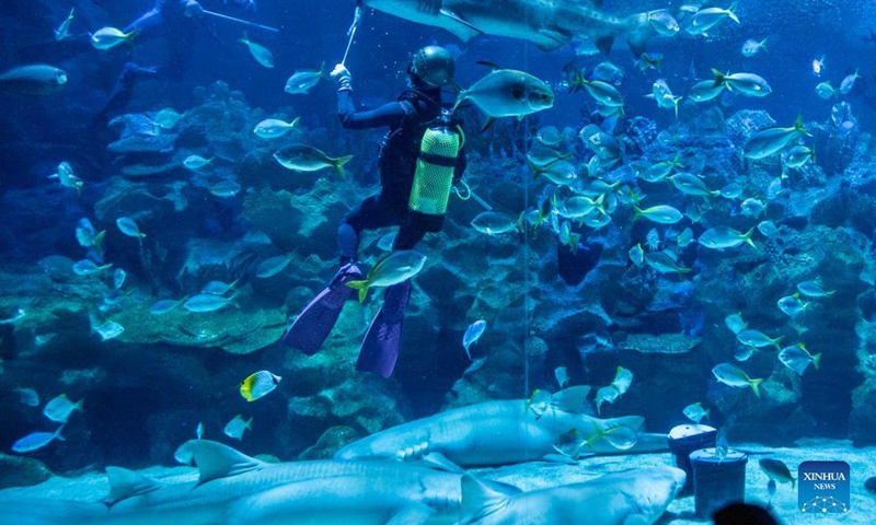 A diver feeds a shark at Aquaria KLCC in Kuala Lumpur, Malaysia, Sept. 29, 2021. Aquaria KLCC will be open for fully vaccinated visitors starting from Oct. 1.Photo:Xinhua