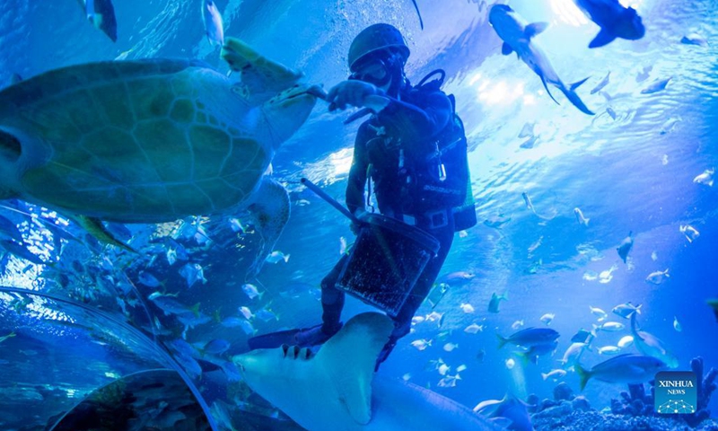 A diver feeds a shark at Aquaria KLCC in Kuala Lumpur, Malaysia, Sept. 29, 2021. Aquaria KLCC will be open for fully vaccinated visitors starting from Oct. 1.Photo:Xinhua