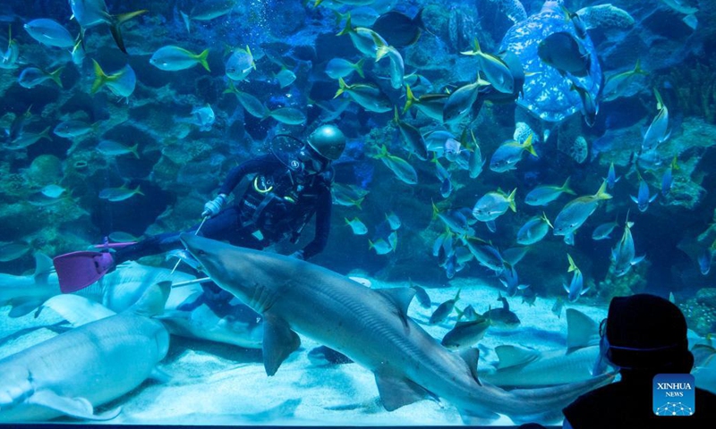 A diver feeds a shark at Aquaria KLCC in Kuala Lumpur, Malaysia, Sept. 29, 2021. Aquaria KLCC will be open for fully vaccinated visitors starting from Oct. 1.Photo:Xinhua