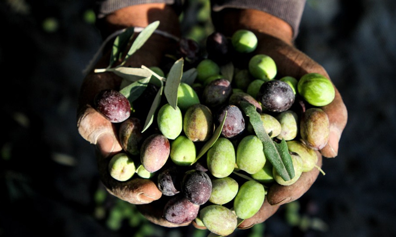 A Palestinian man displays olives during the harvest season at an olive orchard in central Gaza, on Oct, 11, 2021.(Photo: Xinhua)