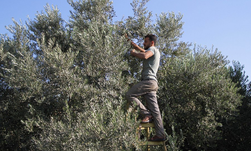 A Palestinian man picks olives during the harvest season at an olive orchard in central Gaza, on Oct, 11, 2021.(Photo: Xinhua)