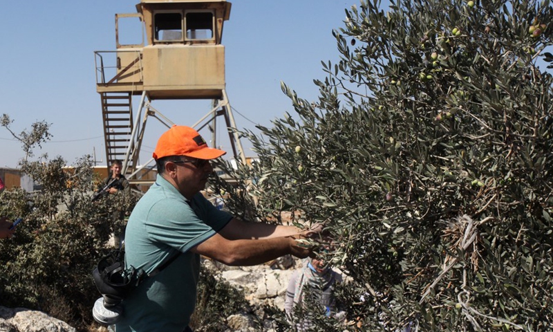 A Palestinian collects olives at an olive orchard next to an Israeli outpost in the village of Beita, south of the West Bank city of Nablus, on Oct. 10, 2021.(Photo: Xinhua)