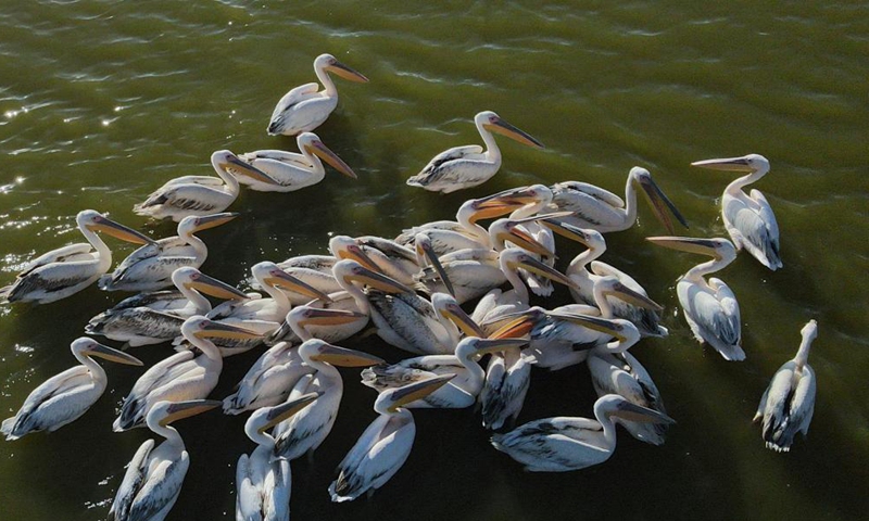 Pelicans are seen on Mogan Lake in Ankara, Turkey, on Oct. 15, 2021.Photo:Xinhua