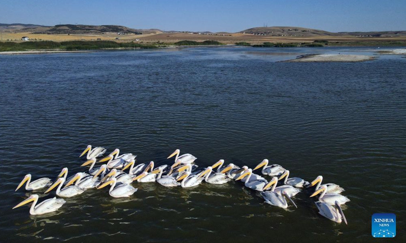 Pelicans are seen on Mogan Lake in Ankara, Turkey, on Oct. 15, 2021.Photo:Xinhua