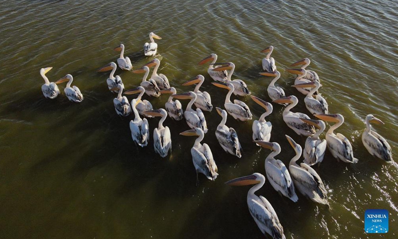 Pelicans are seen on Mogan Lake in Ankara, Turkey, on Oct. 15, 2021.Photo:Xinhua