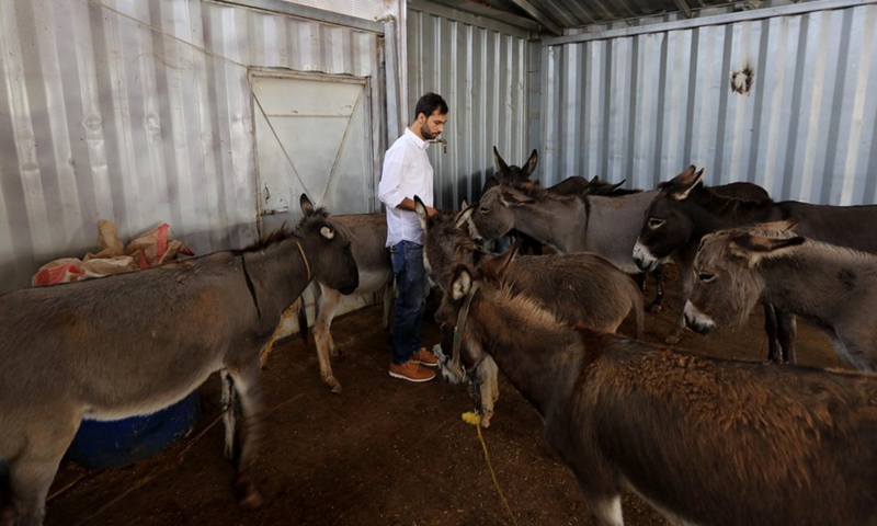 Emad Attiyat is seen at his farm where he keeps 13 donkeys on the outskirts of Madaba, Jordan, on Oct. 13, 2021.(Photo: Xinhua)