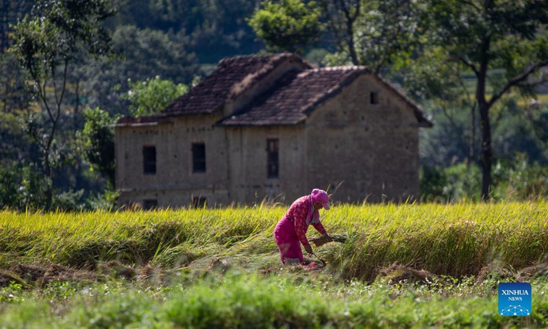 A farmer works at a paddy field in Lalitpur, Nepal on Oct. 22, 2021. Nepali farmers are busy harvesting rice as unseasonal rainfalls in recent days have damaged crops and properties in some parts of the country.Photo:Xinhua