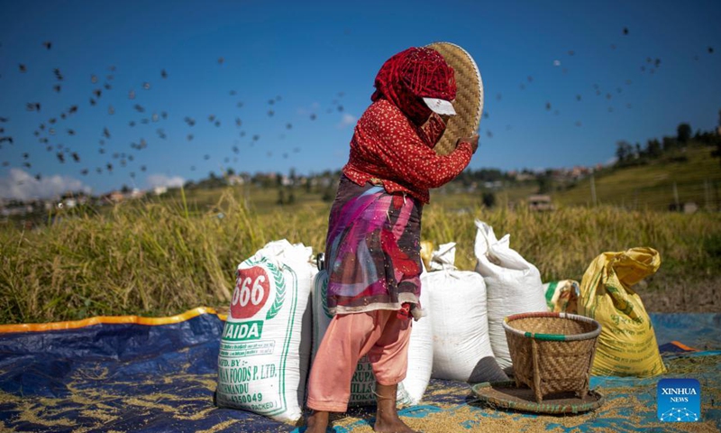 A farmer works at a paddy field in Lalitpur, Nepal on Oct. 22, 2021.Photo:Xinhua