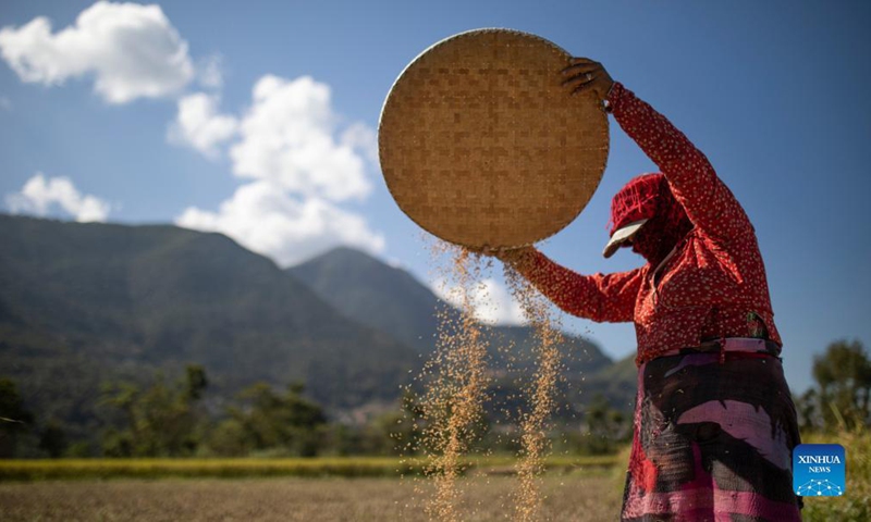 A farmer works at a paddy field in Lalitpur, Nepal on Oct. 22, 2021.Photo:Xinhua