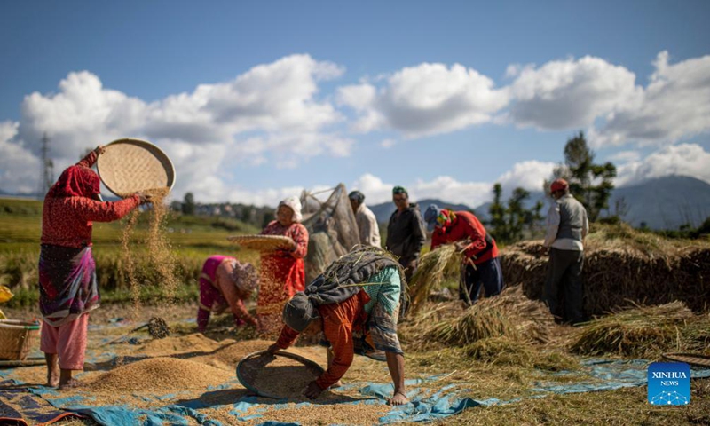 Farmers work at a paddy field in Lalitpur, Nepal on Oct. 22, 2021.Photo:Xinhua