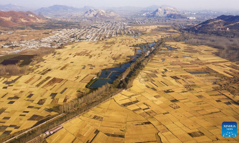 Aerial photo taken on Oct. 29, 2021 shows rice fields in Luanzhou, north China's Hebei Province.(Photo: Xinhua)