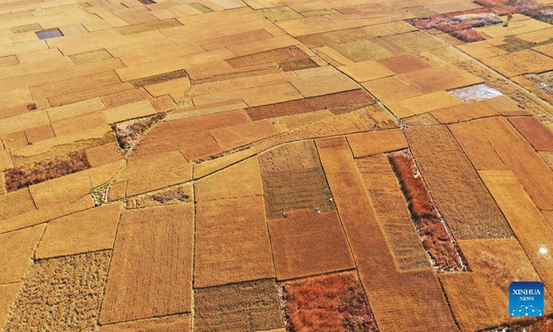 Aerial photo taken on Oct. 29, 2021 shows rice fields in Luanzhou, north China's Hebei Province.(Photo: Xinhua)