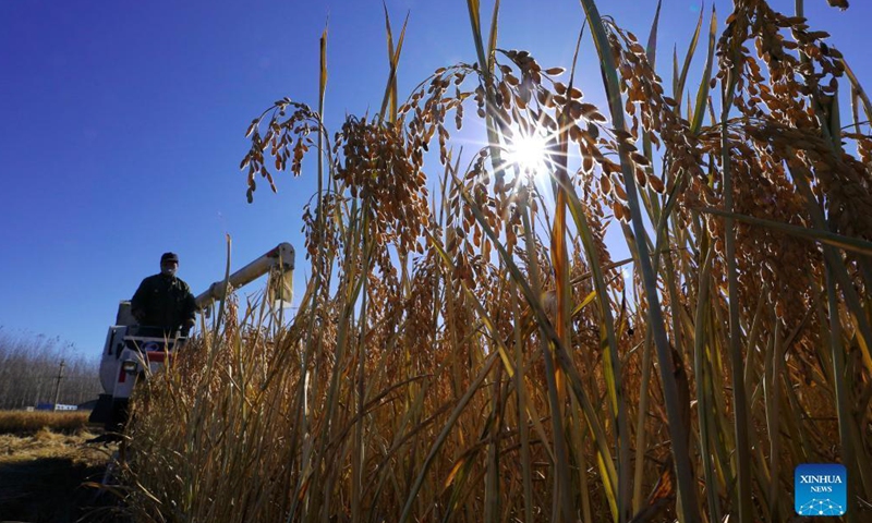 A farmer operates a harvester in a rice field in Luanzhou, north China's Hebei Province, Oct. 29, 2021.(Photo: Xinhua)